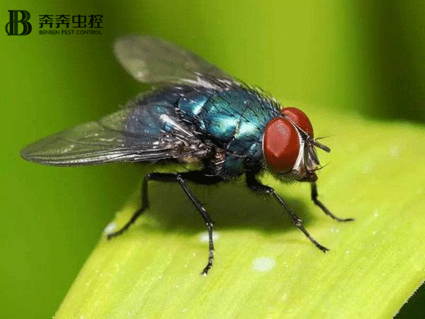 夏天家中蒼蠅太多了？上海奔奔教您：輕松把蒼