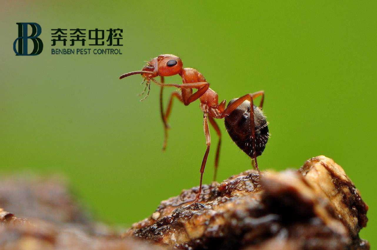 螞蟻怎么消滅？