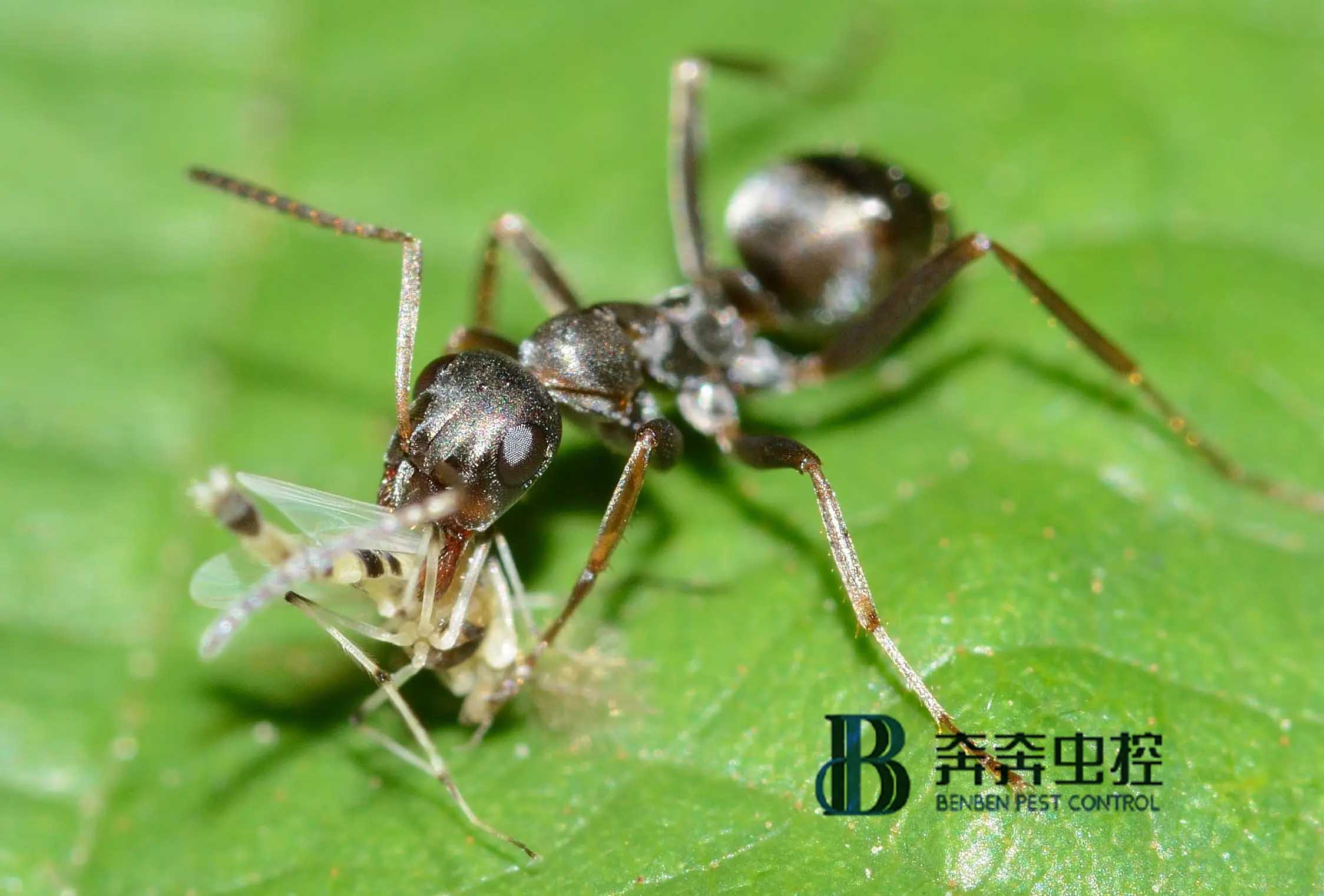 除蟲公司滅螞蟻，手到擒來！ 