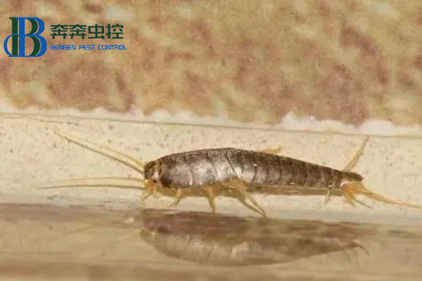 夏季如何控制及預(yù)防衣魚蟲？