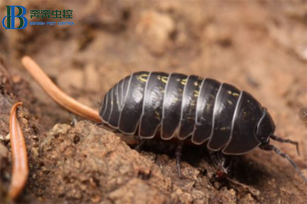 鼠婦習(xí)性特征及防治方法