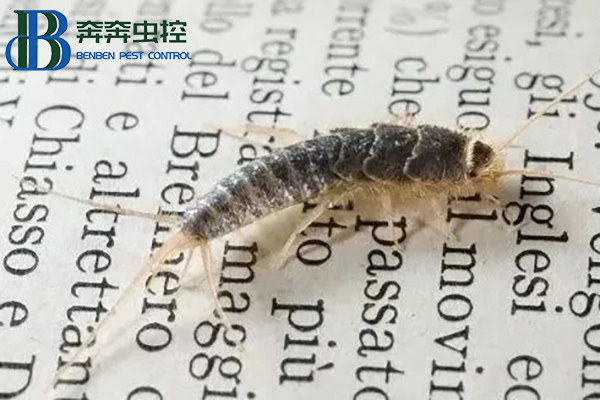 衣魚蟲是怎么滋生的？